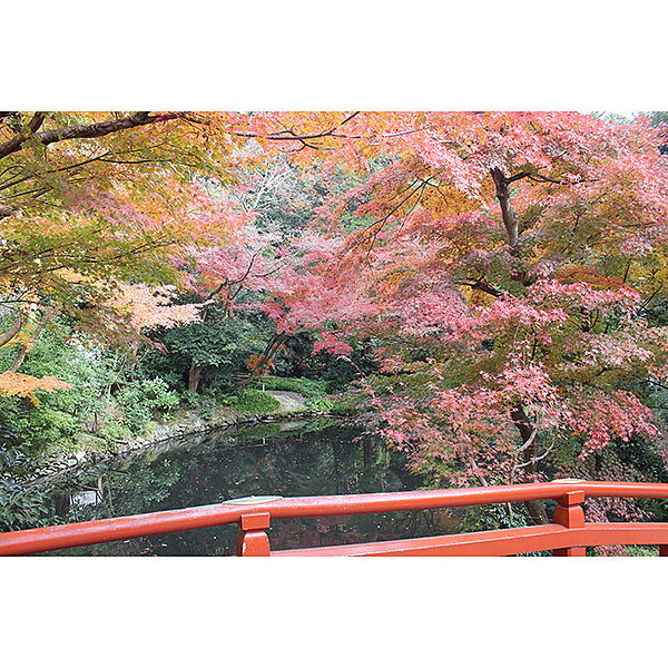 鶴岡八幡宮メイン画像３