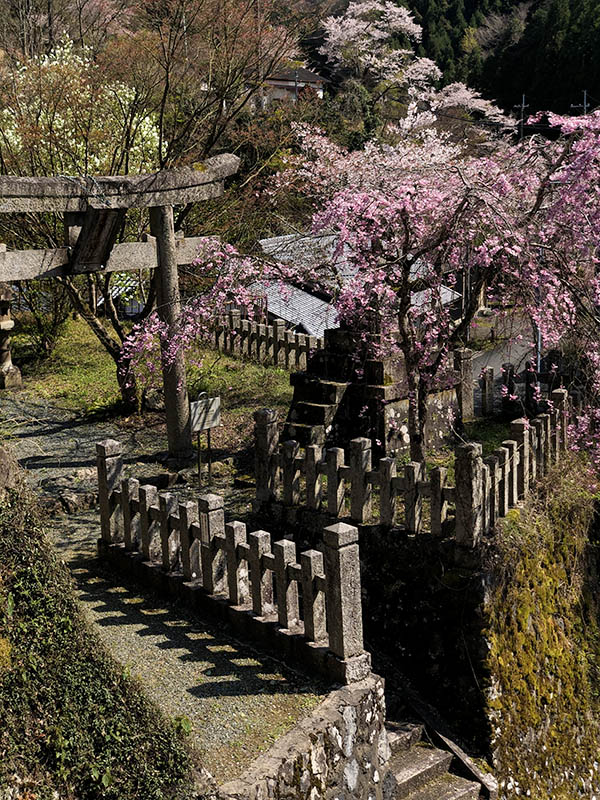 大原神社メイン画像２