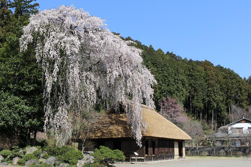 高麗神社 スポット１