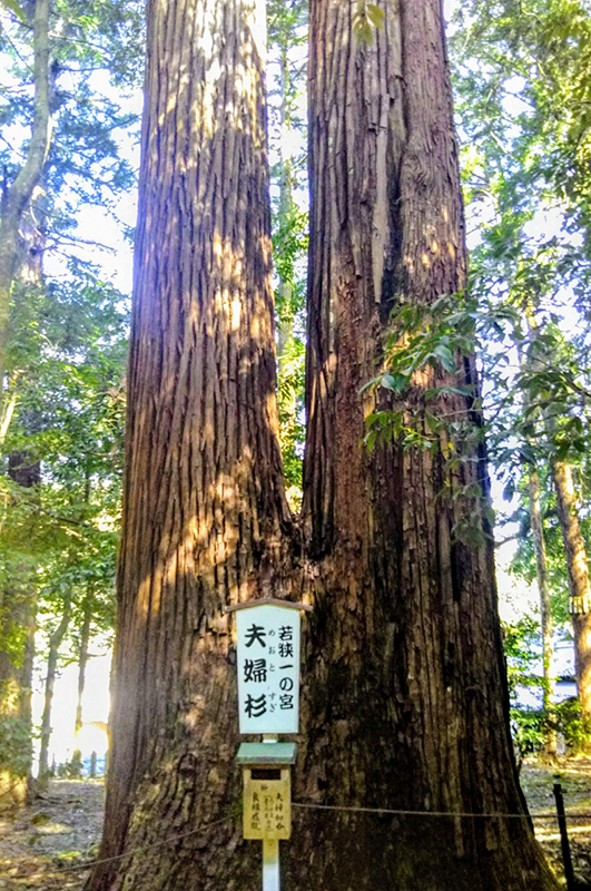 若狭彦神社 スポット１