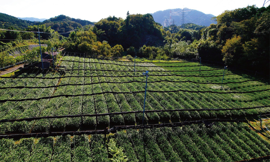 厳選素材 綾部茶